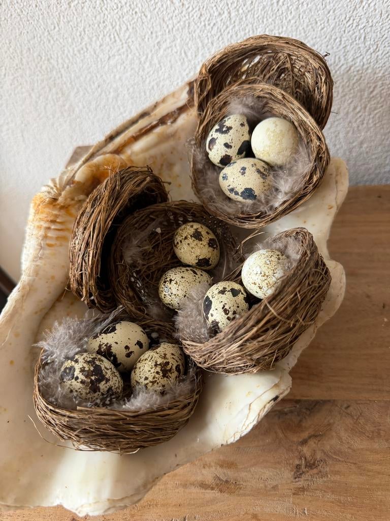 Vogelnestjes met kievits eitjes en veertjes., Ophalen of Verzenden, Zo goed als nieuw