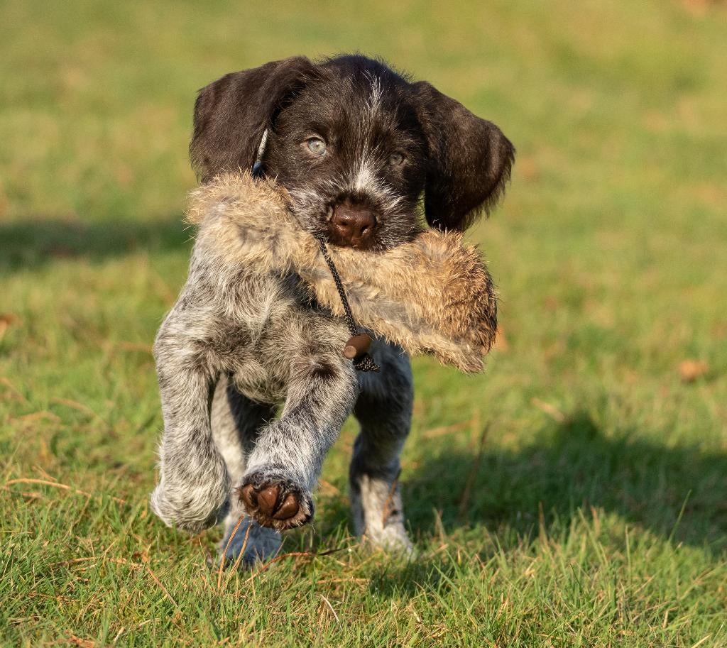 Gezonde Duitse Staande Draadhaar Pups, Dieren en Toebehoren, Honden | Setters en Staande honden, Meerdere dieren, Duitse Staande hond