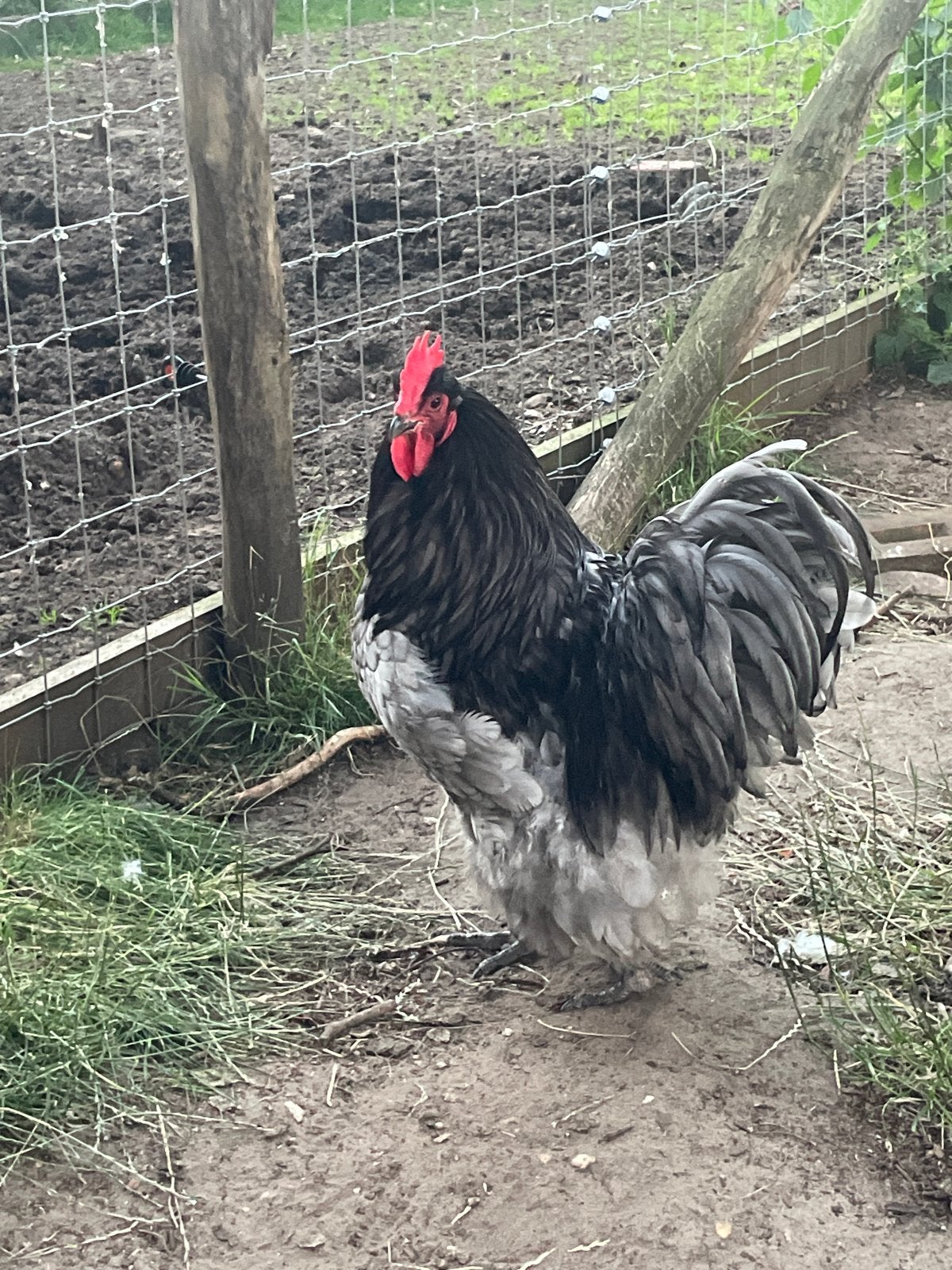 Broedeieren van orpington blauw, Dieren en Toebehoren, Pluimvee, Geslacht onbekend, Kip