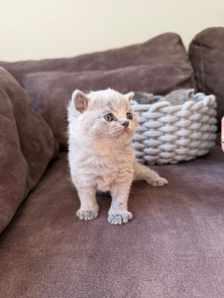 Britse Korthaar Kittens met Stamboom, Dieren en Toebehoren, Katten en Kittens | Raskatten | Korthaar, Meerdere dieren, Met stamboom