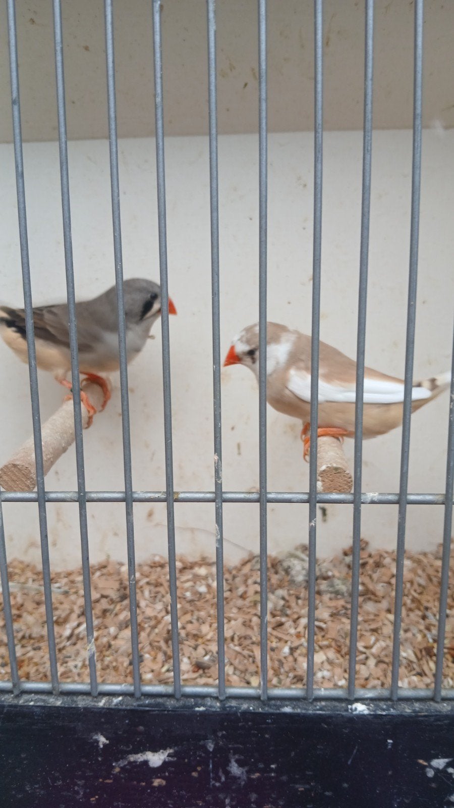 koppel zebravinken onverwant, Dieren en Toebehoren, Vogels | Overige Vogels, Meerdere dieren, Tropenvogel, Geringd