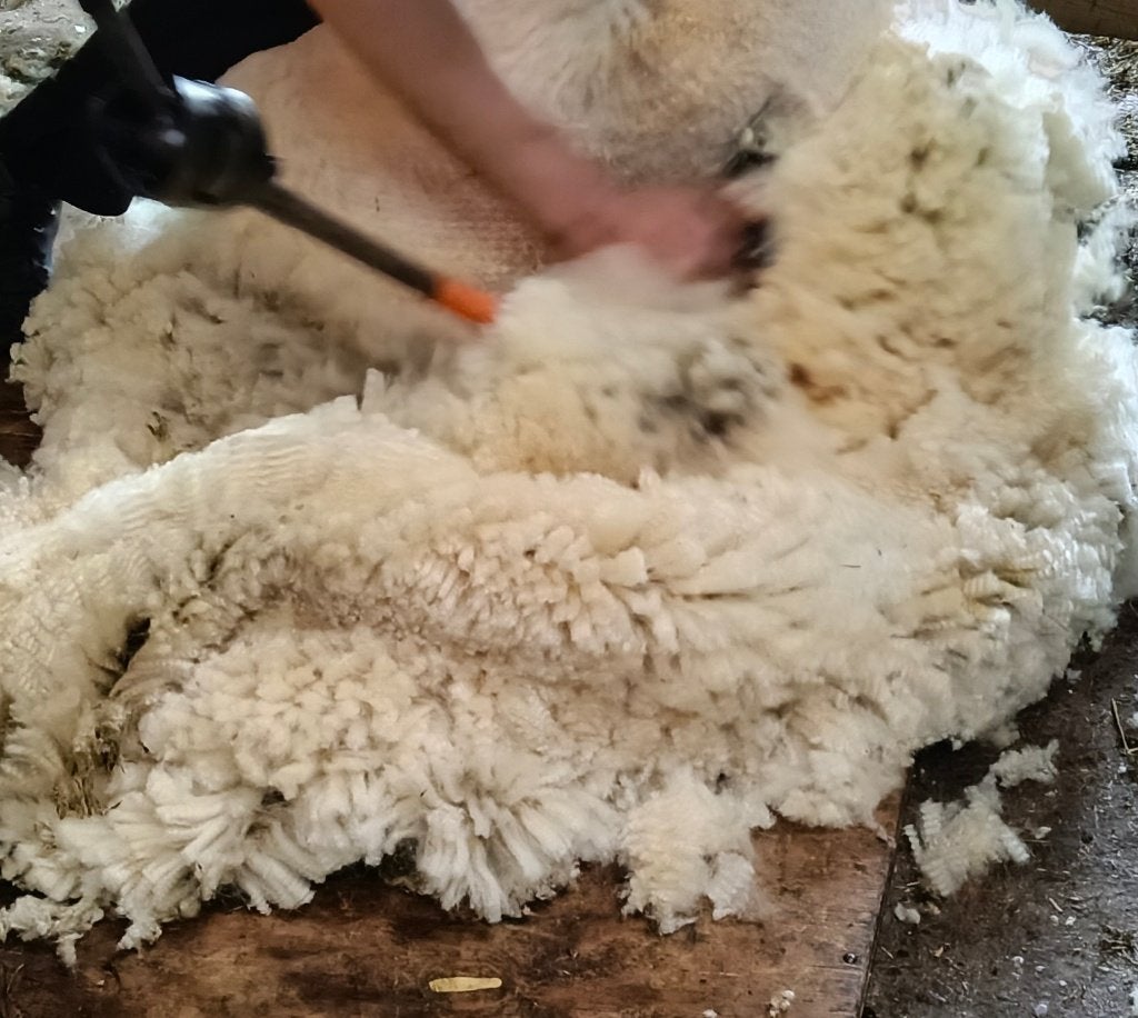 Schapenwol, Ophalen, Zo goed als nieuw
