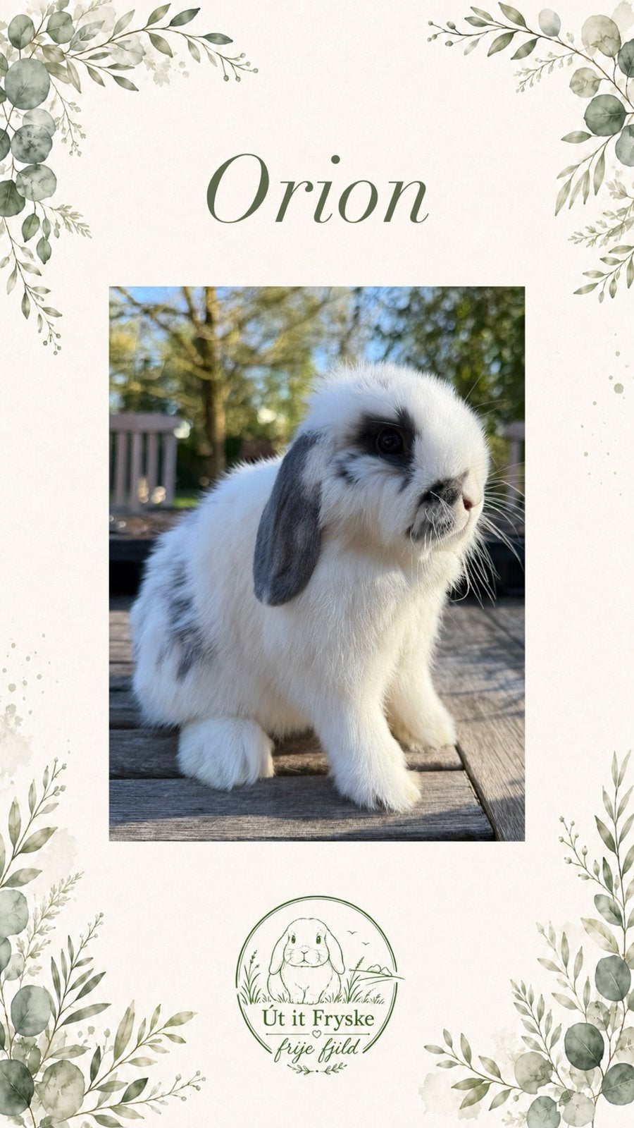 Super knappe teddy dwerg en minilop rammen en een voedster, Dieren en Toebehoren, Konijnen, Meerdere dieren, Dwerg, 0 tot 2 jaar