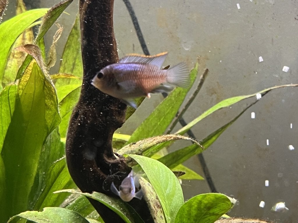 Jonge Electric Blue Acara's, Vis, Zoetwatervis