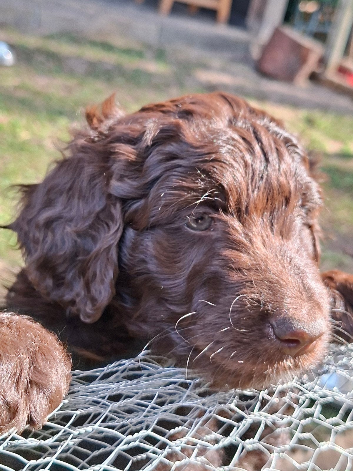 Labradoodle pups. De laatste 4 zijn nog beschikbaar!, Dieren en Toebehoren, 8 tot 15 weken, Meerdere, Meerdere dieren, Nederland