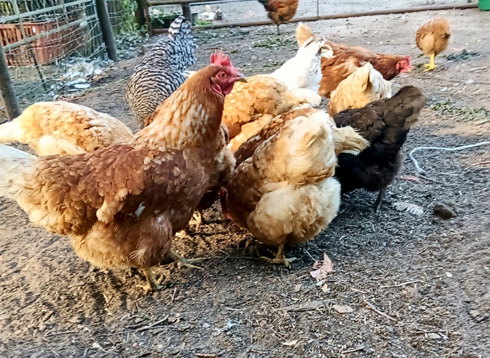 soepkippen/ slachtkippen/ hanen en meer, Dieren en Toebehoren, Meerdere dieren, Kip