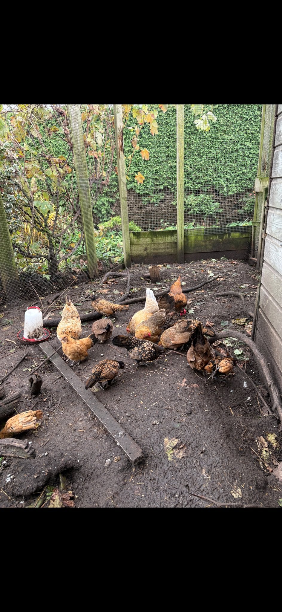 Krielkippen te koop, Dieren en Toebehoren