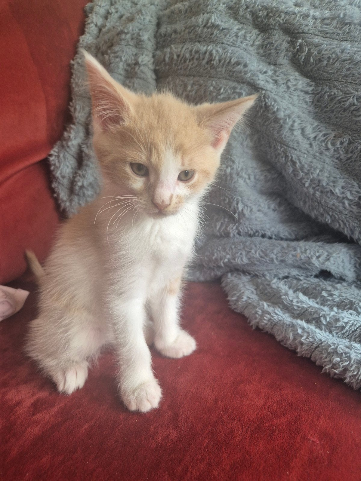 Maine coon / Noorse boskat kittens zoeken warm nest, Dieren en Toebehoren, Katten en Kittens | Raskatten | Korthaar, Meerdere dieren