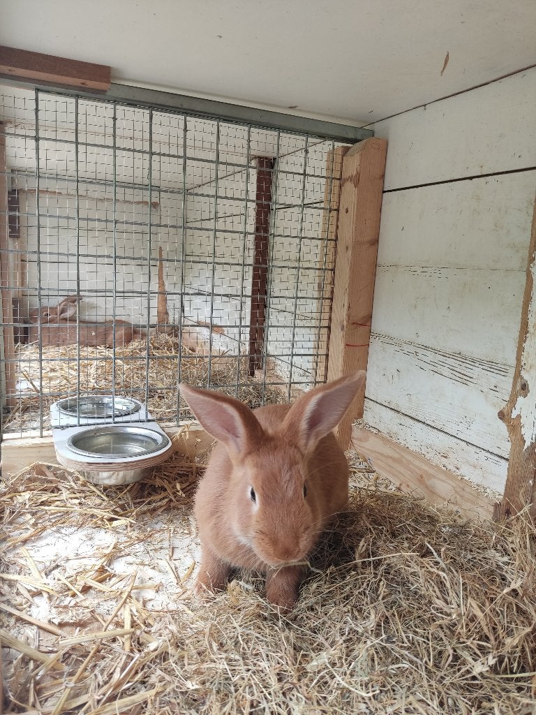 mooie jonge konijnen, Dieren en Toebehoren, Geslacht onbekend, Middelgroot, 0 tot 2 jaar