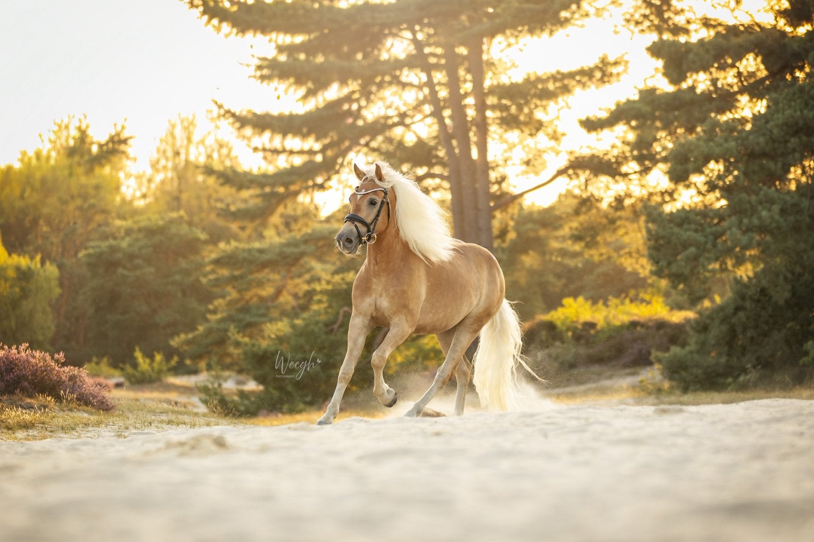 4 jarige sporthaflinger, Dieren en Toebehoren, Pony's, B, Ruin, Dressuurpony, 3 tot 6 jaar