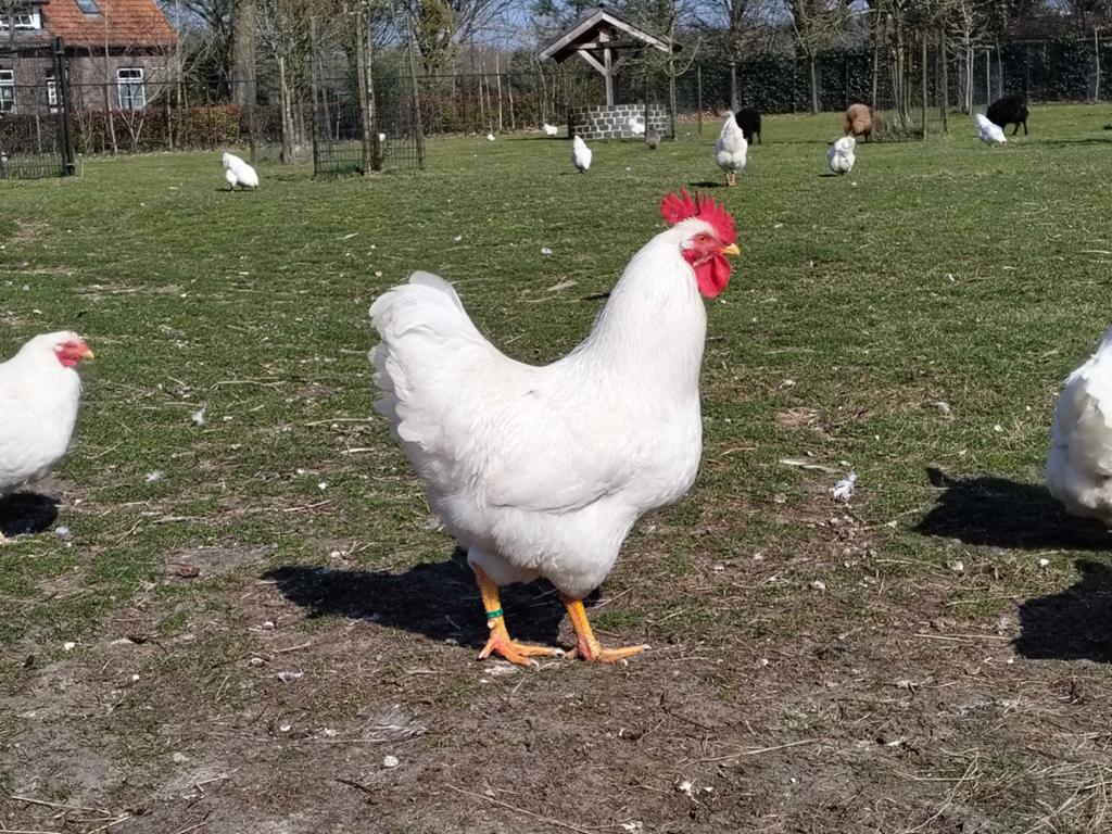 Trio witte barnevelder groot, 8 a 10 wk oud, Dieren en Toebehoren, Pluimvee, Meerdere dieren, Kip