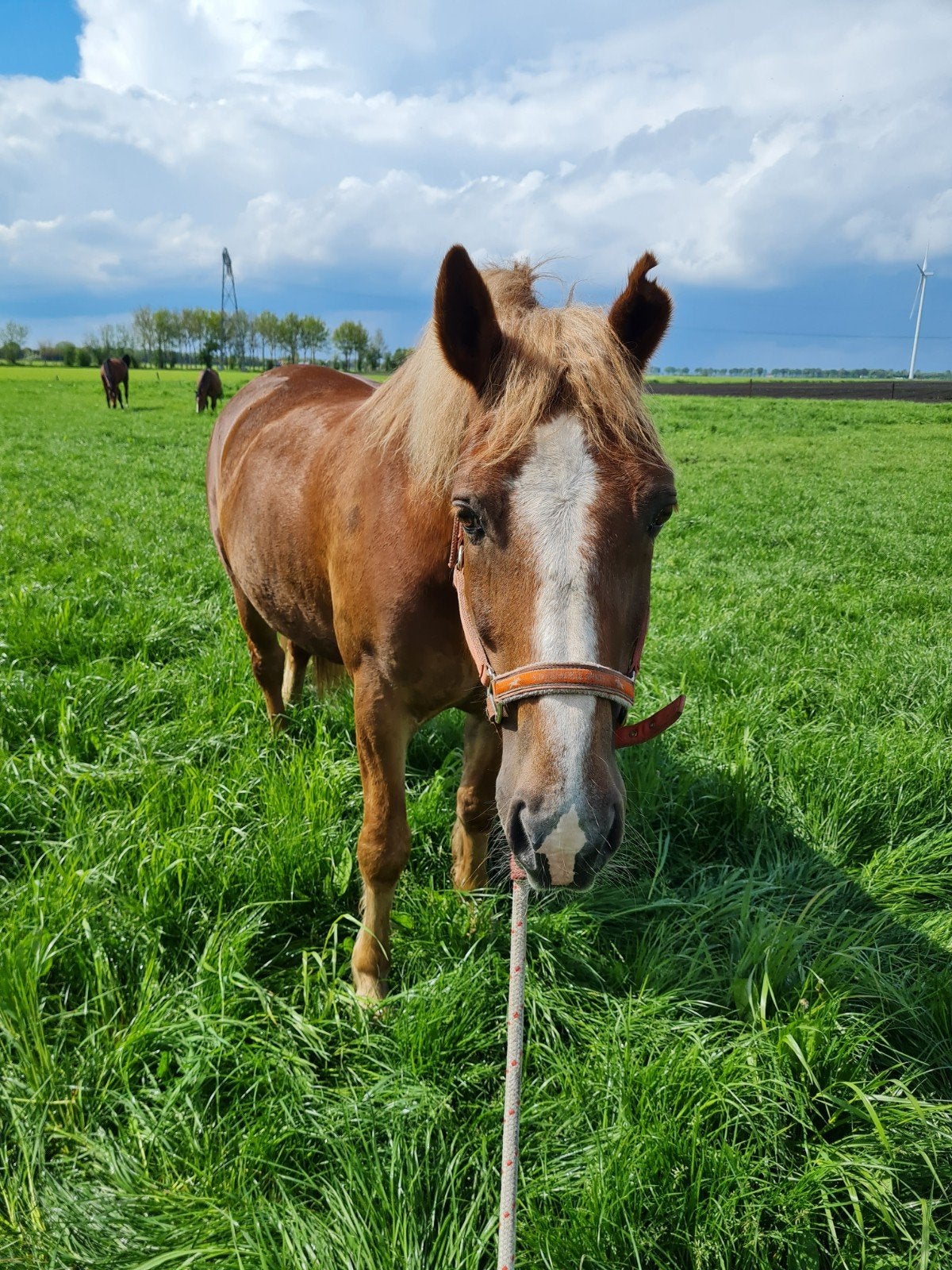Unieke, grote Welsh Cob ruin (1.63m), B, Ruin, 160 tot 165 cm, 11 jaar of ouder