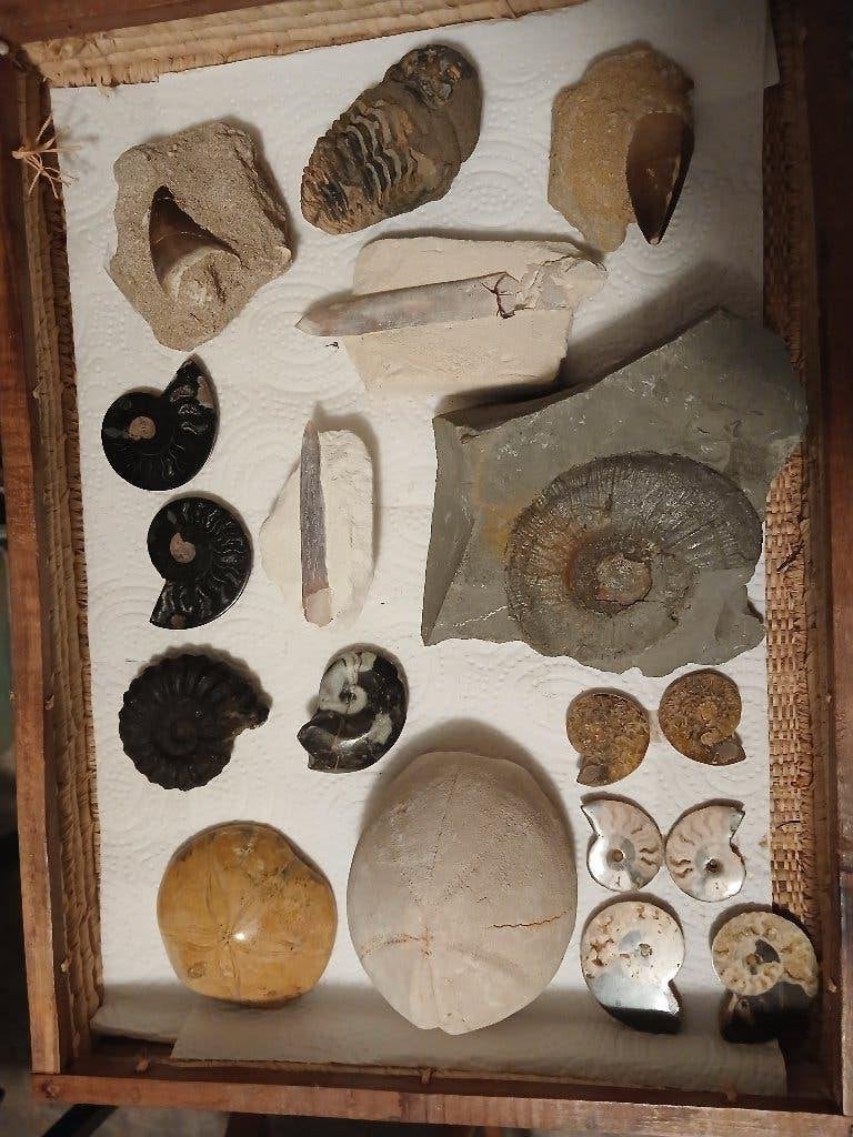 Fossielen 2, Verzamelen, Ophalen of Verzenden, Fossiel