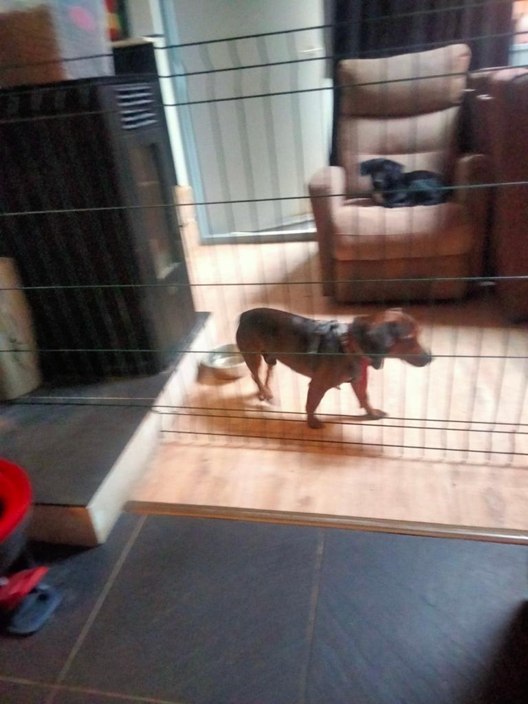 Goed huisje gezocht, Jack Russell Terriër, Reu, Eén hond, 3 tot 5 jaar
