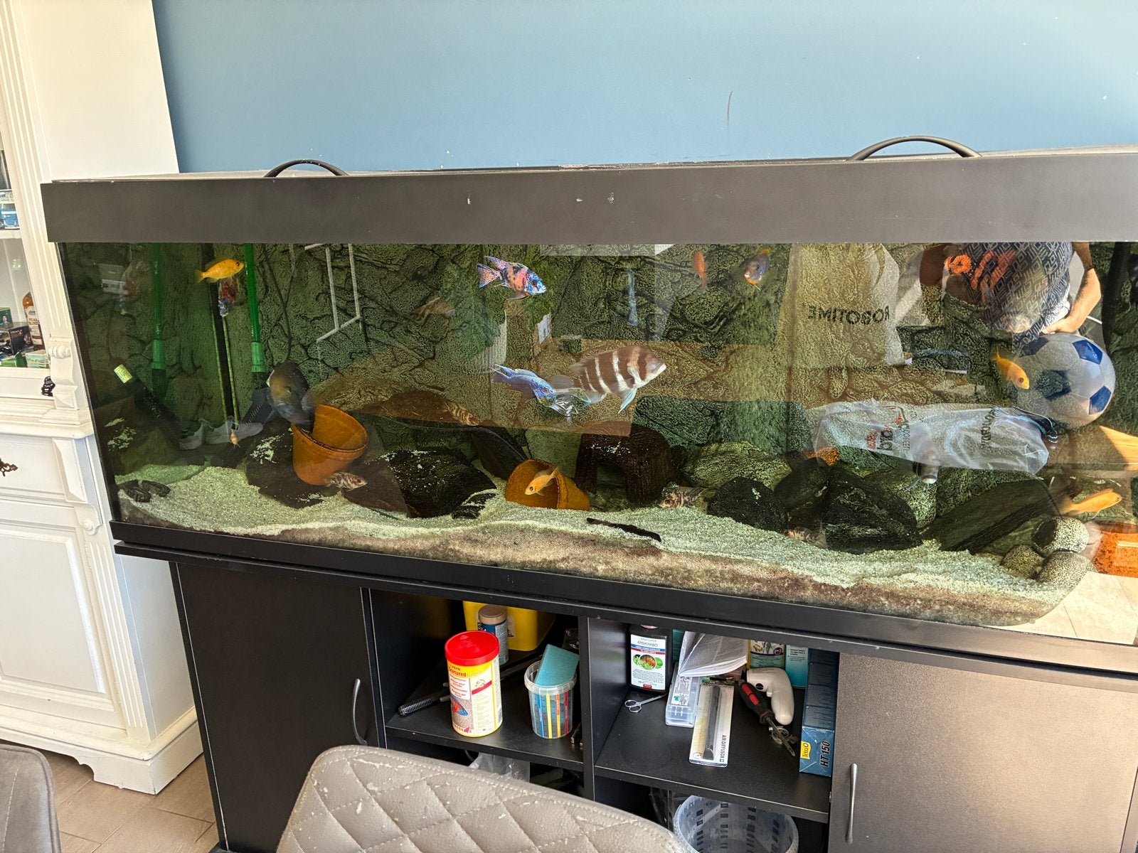 Aquarium 800 liter, Ophalen, Gebruikt, Overige merken, Gevuld zoetwateraquarium