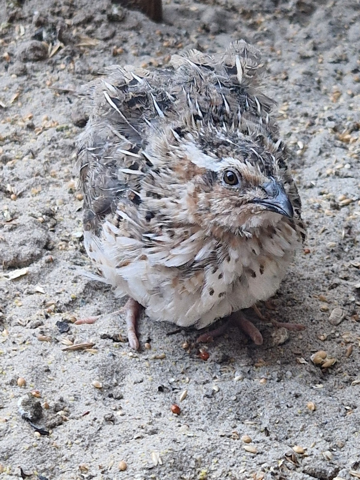 koppel japanse kwartels, Meerdere dieren