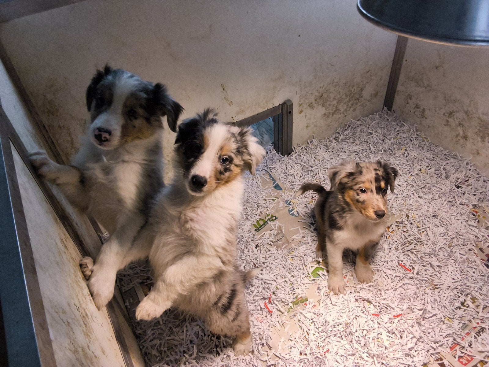 mooie kruising australian Shepherd met schotse collie, Dieren en Toebehoren, CDV (hondenziekte), 8 tot 15 weken, Meerdere, Middel