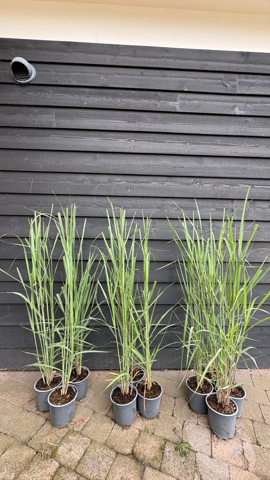 Panicum siergrassen in maten leverbaar, Tuin en Terras, Ophalen of Verzenden, Siergrassen, Volle zon