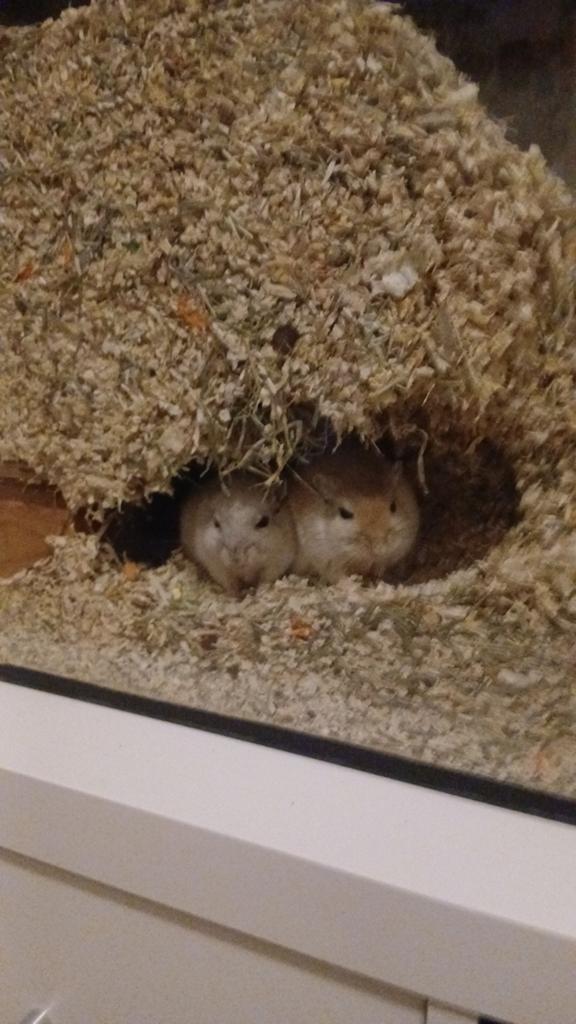 Gerbils, Dieren en Toebehoren, Knaagdieren, Mannelijk, Juli, Overige typen, Tam