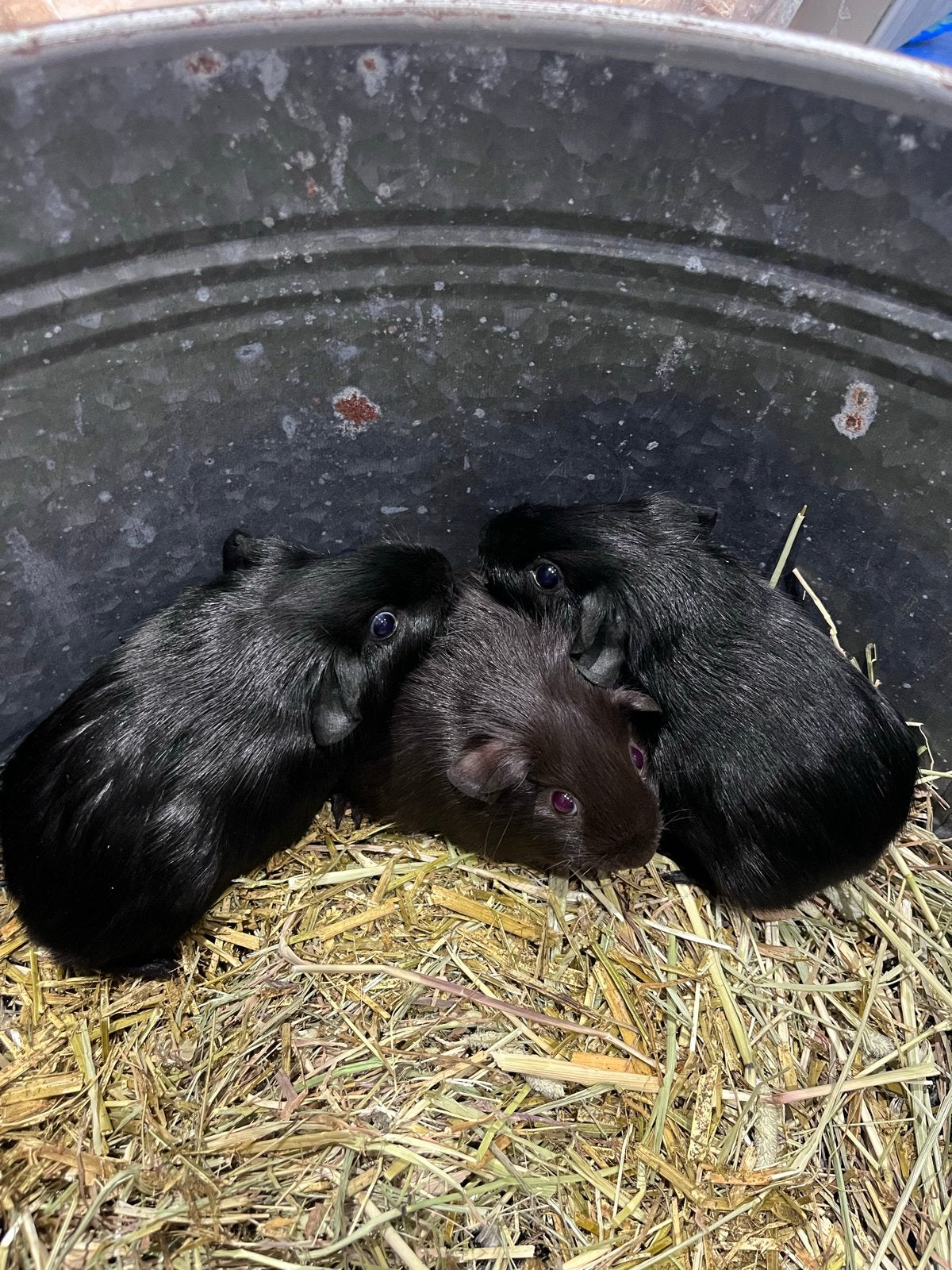 jonge cavias mogen bijna verhuizen, Dieren en Toebehoren, Cavia, Meerdere dieren, Tam, September
