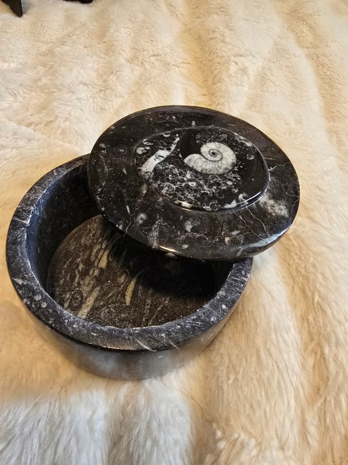 Ortecheras fosiel bakje, Verzamelen, Mineralen en Fossielen, Ophalen of Verzenden