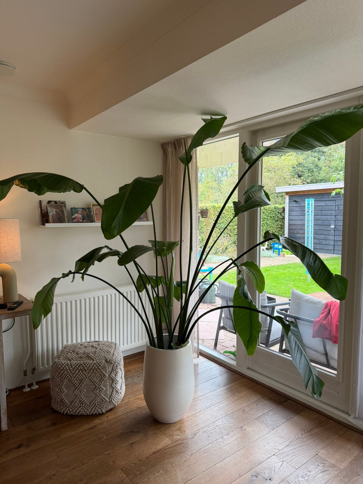 Strelizia, Huis en Inrichting, Ophalen, Halfschaduw, Minder dan 100 cm