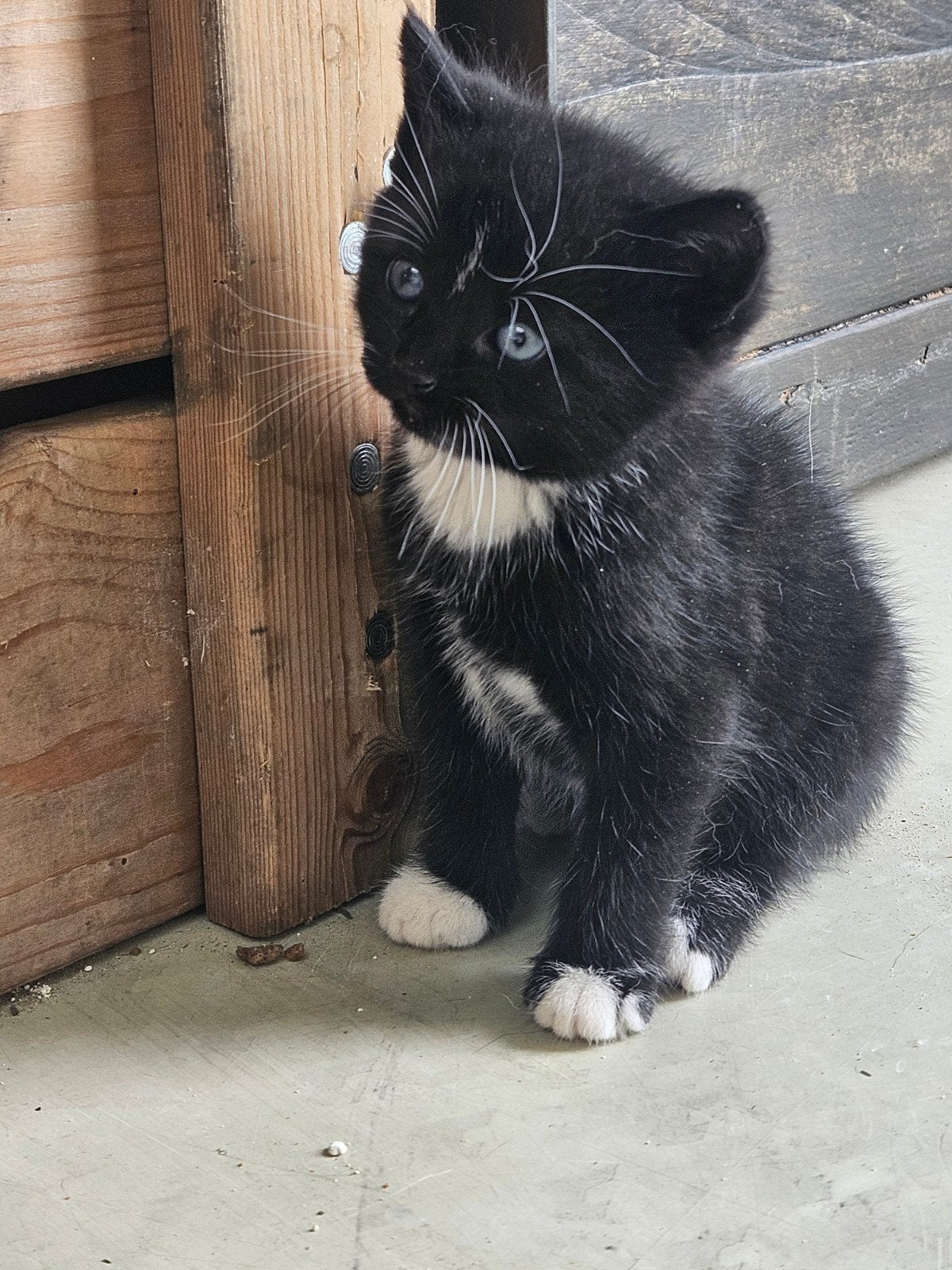 Lieve boerderij kitten te koop!