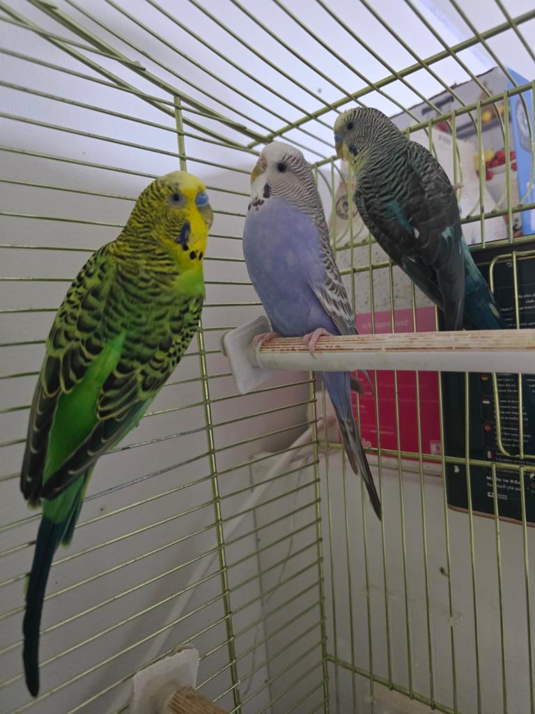 Parkieten + kooi te koop

Mooie en gezonde parkieten te koop, Ophalen of Verzenden, Zo goed als nieuw, Metaal, Vogelkooi