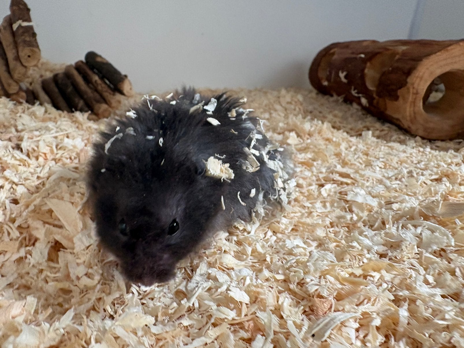 Jonge goudhamster, Dieren en Toebehoren, Knaagdieren, April, Mannelijk, Hamster