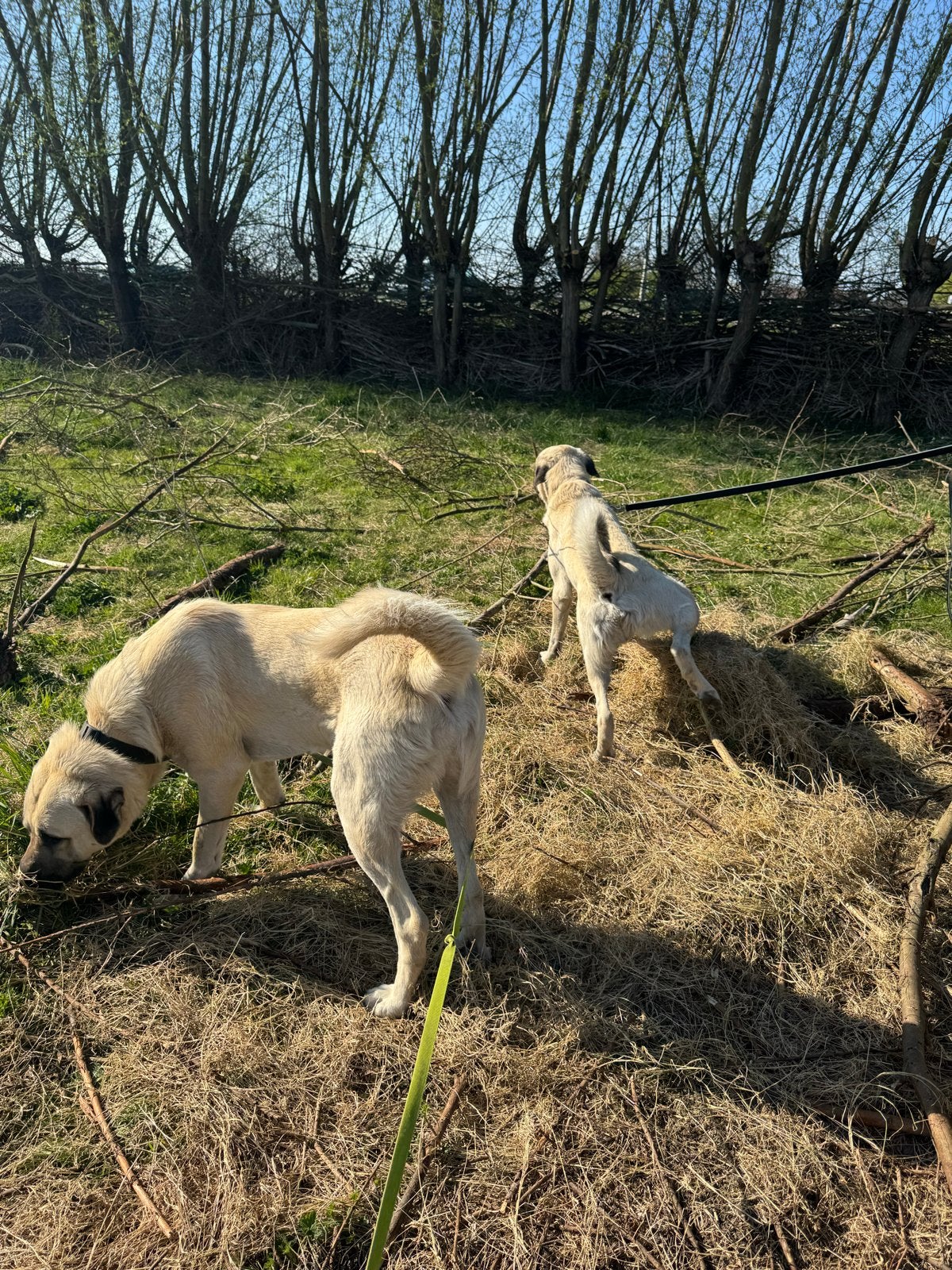 Een of Twee Kangal-broers – 3 jaar – ervaren terreinhonden, Reu, Parvo, Meerdere, 3 tot 5 jaar