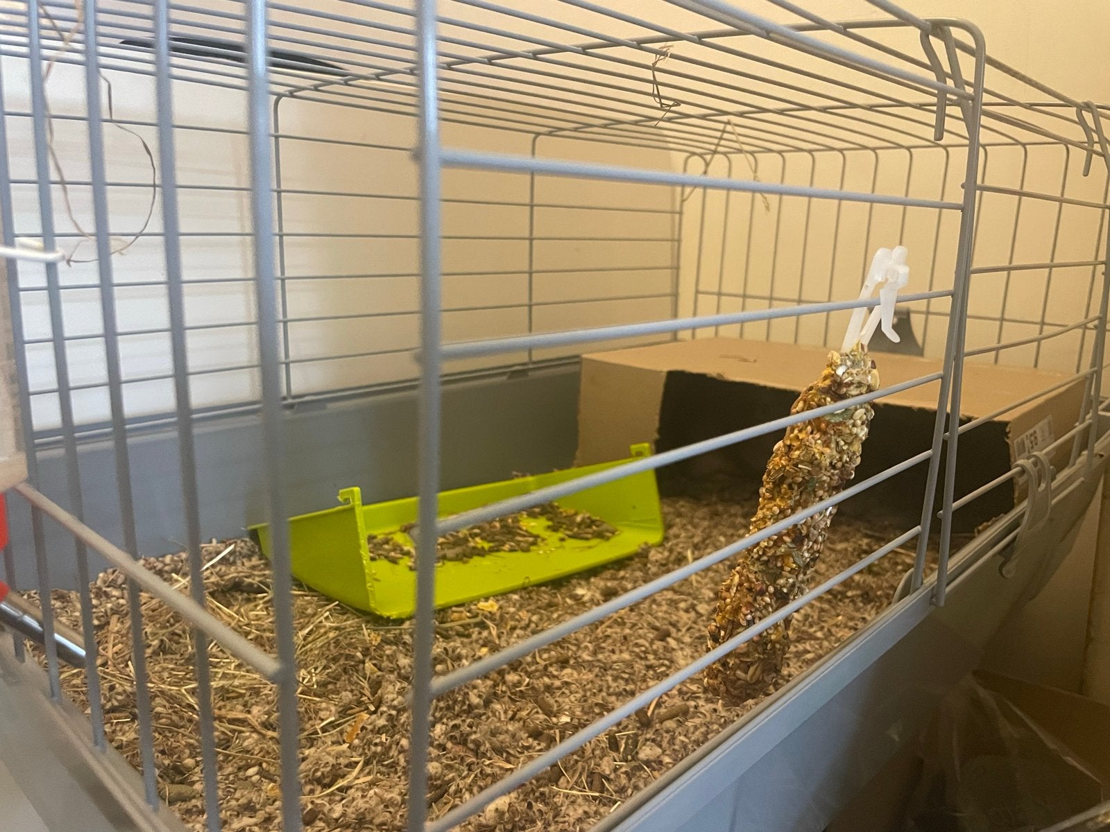 Cavia’s, Dieren en Toebehoren, Knaagdieren, Cavia, Januari, Meerdere dieren, Tam