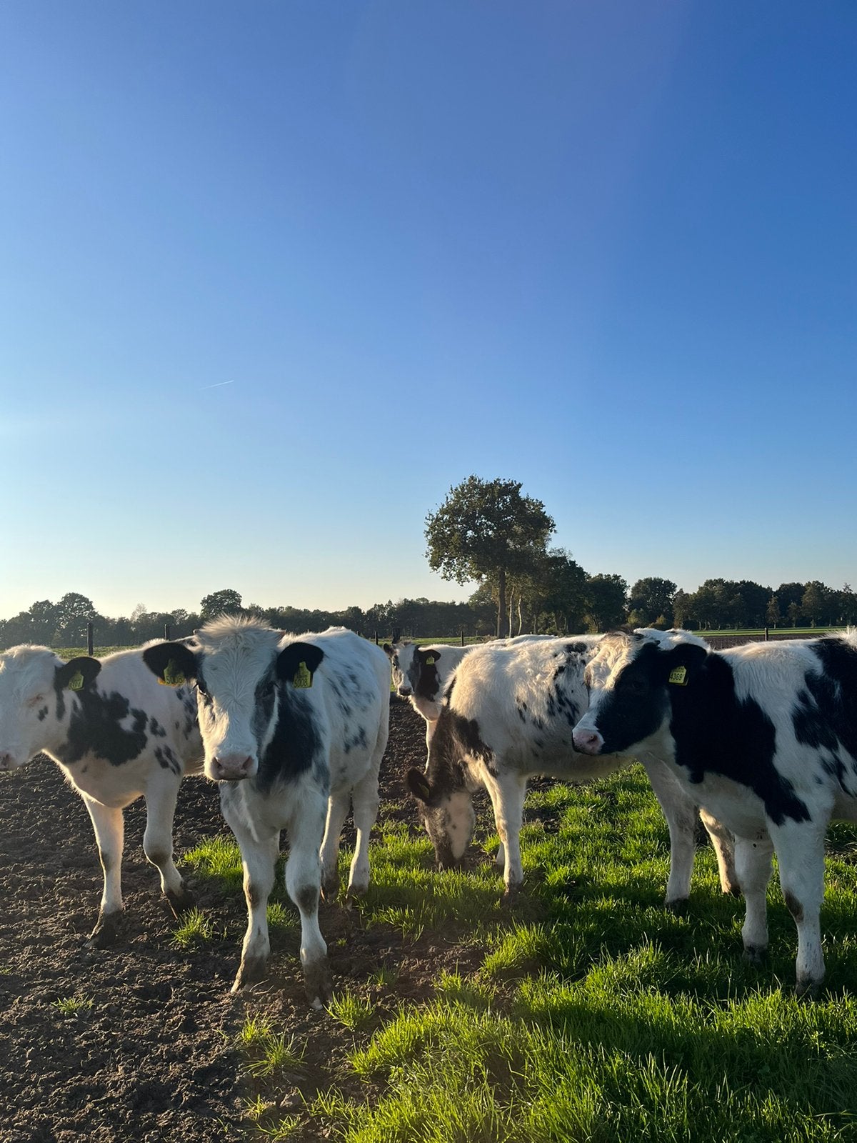 Prachtige mooie beste plauwe pinken te koop, Dieren en Toebehoren, Vrouwelijk, 0 tot 2 jaar