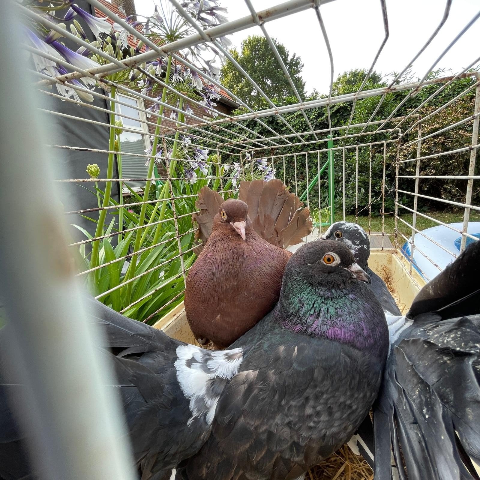 Pauwstaart duiven; bruin, zwart en bont (20 stuks), Dieren en Toebehoren, Vogels | Duiven, Meerdere dieren, Overige soorten