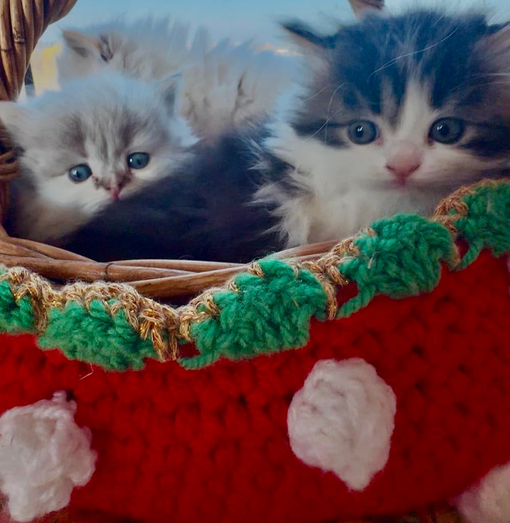 Perzisch kittens beschikbaar  ️, Meerdere dieren, Ontwormd