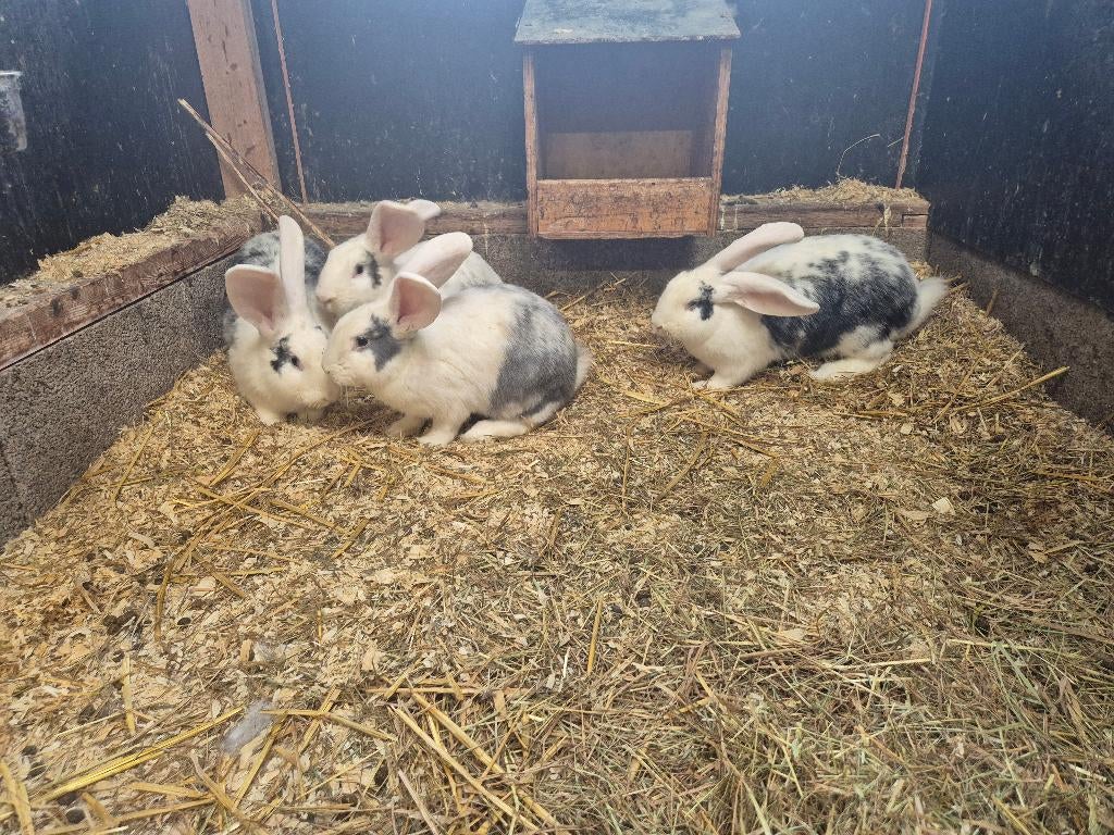 Grote konijnenrassen | Duitse reus | Mooie konijnen, Dieren en Toebehoren, Konijnen, Meerdere dieren, Groot, 0 tot 2 jaar