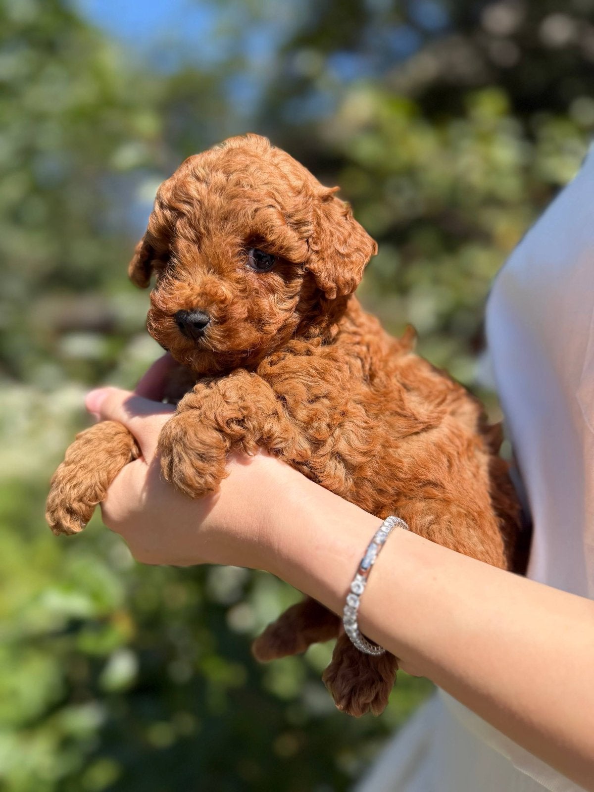 Lief Toypoedel teefje zoekt haar gouden mandje, Poedel, 8 tot 15 weken, Teef, Parvo