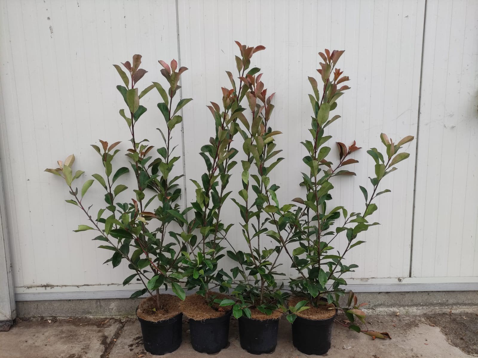 photinia red robin ofwel glansmispel, Ophalen, Overige soorten