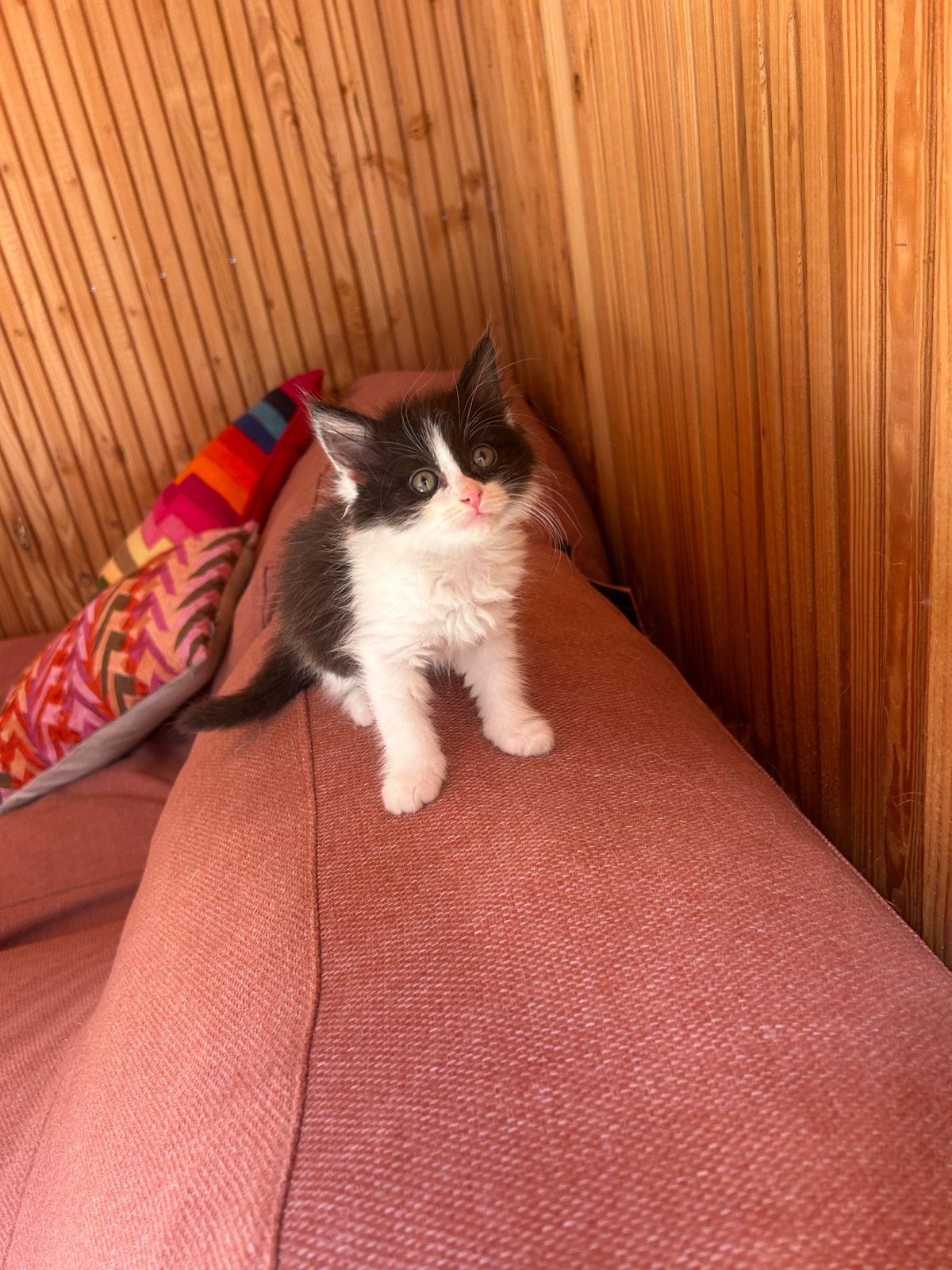 Kitten - vrouwtje langharig, Meerdere dieren, Ontwormd