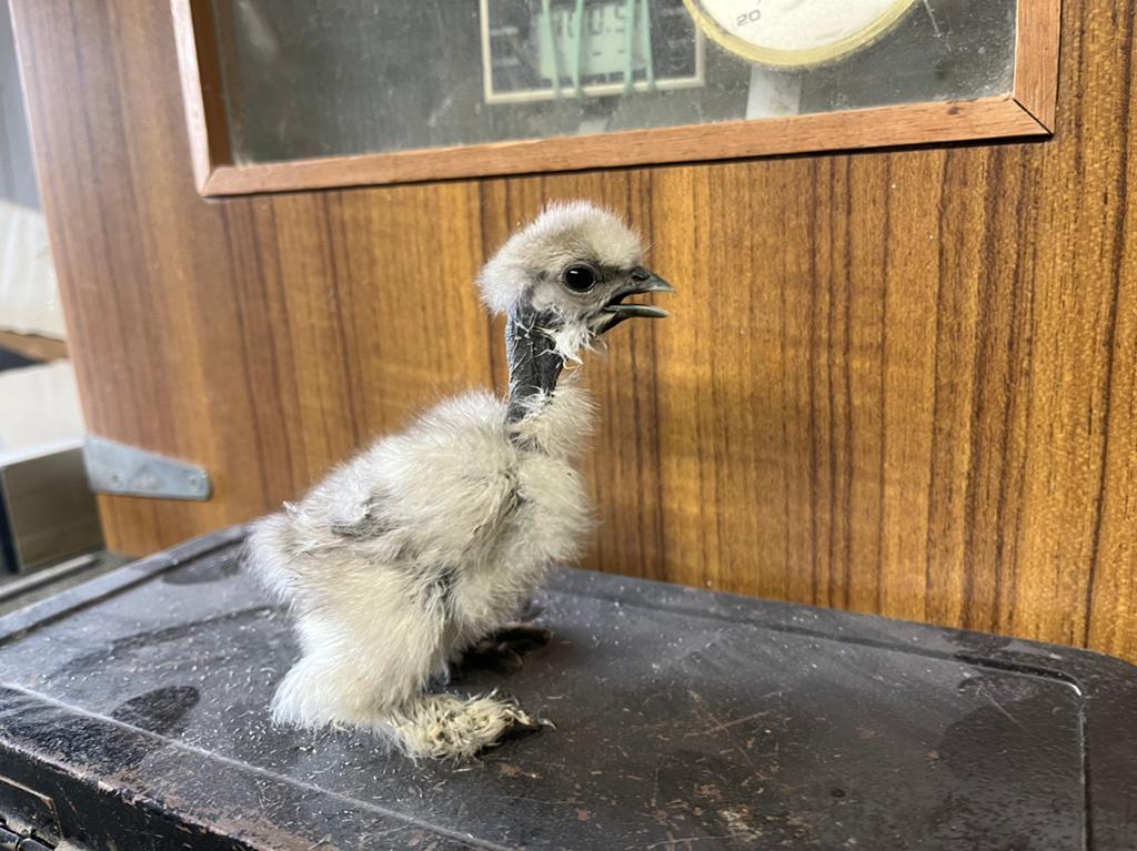 Zijdehoender kuikentjes te koop, Dieren en Toebehoren, Pluimvee, Geslacht onbekend, Kip