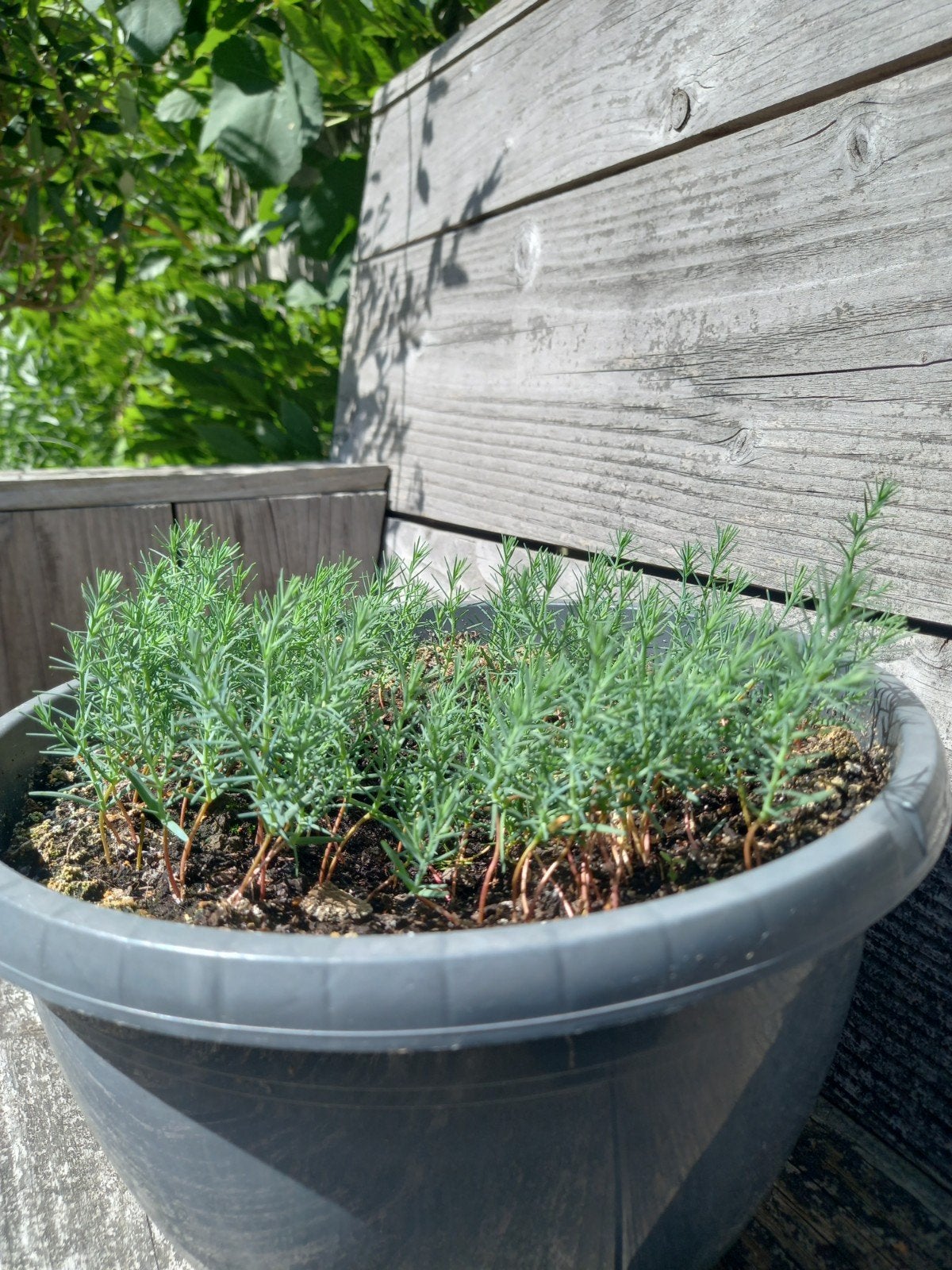 Jonge Italiaanse cypressen, Tuin en Terras, Ophalen, Bloeit niet, Volle zon, Overige soorten