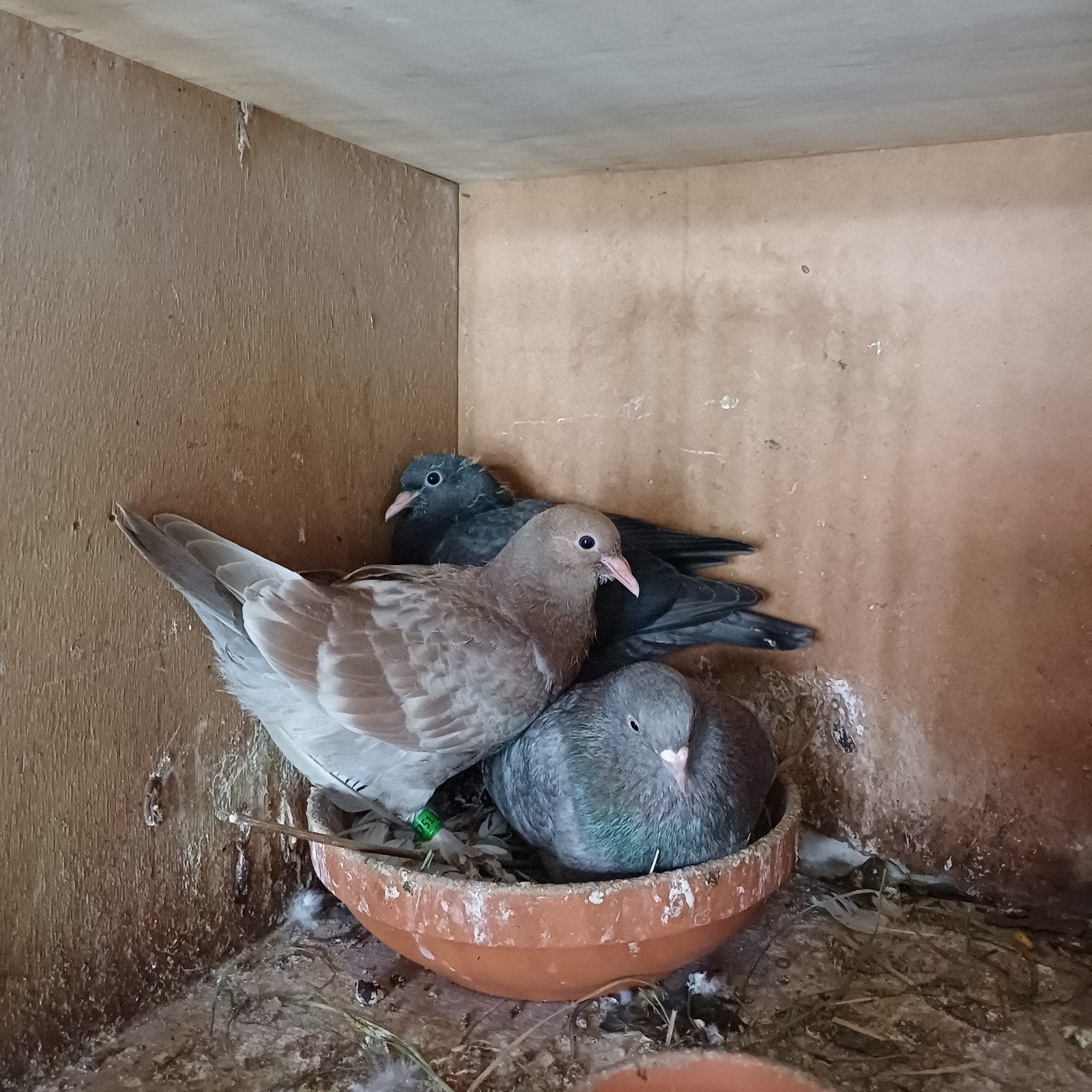 Tuimelaars., Dieren en Toebehoren, Meerdere dieren, Postduif