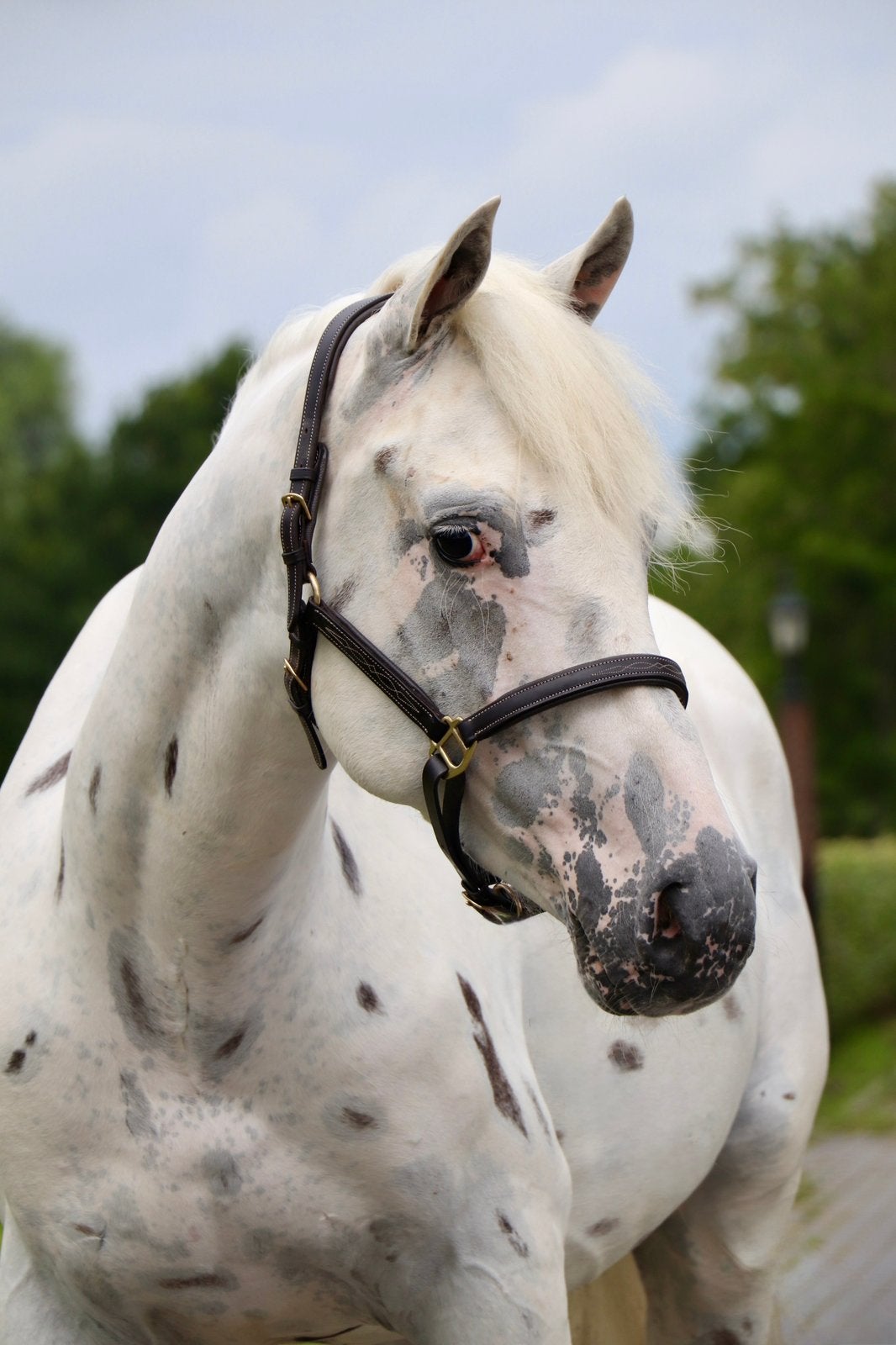 Extreem lieve D pony appaloosa ruin 6 jaar, Dieren en Toebehoren, Pony's, Gechipt, Ruin, Springpony, Zadelmak