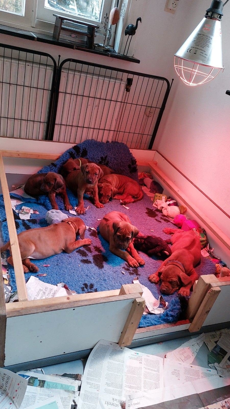 Nestbak, werpkist vetbedden voor puppies puppy of honden, Ophalen, Gebruikt, Werpkist