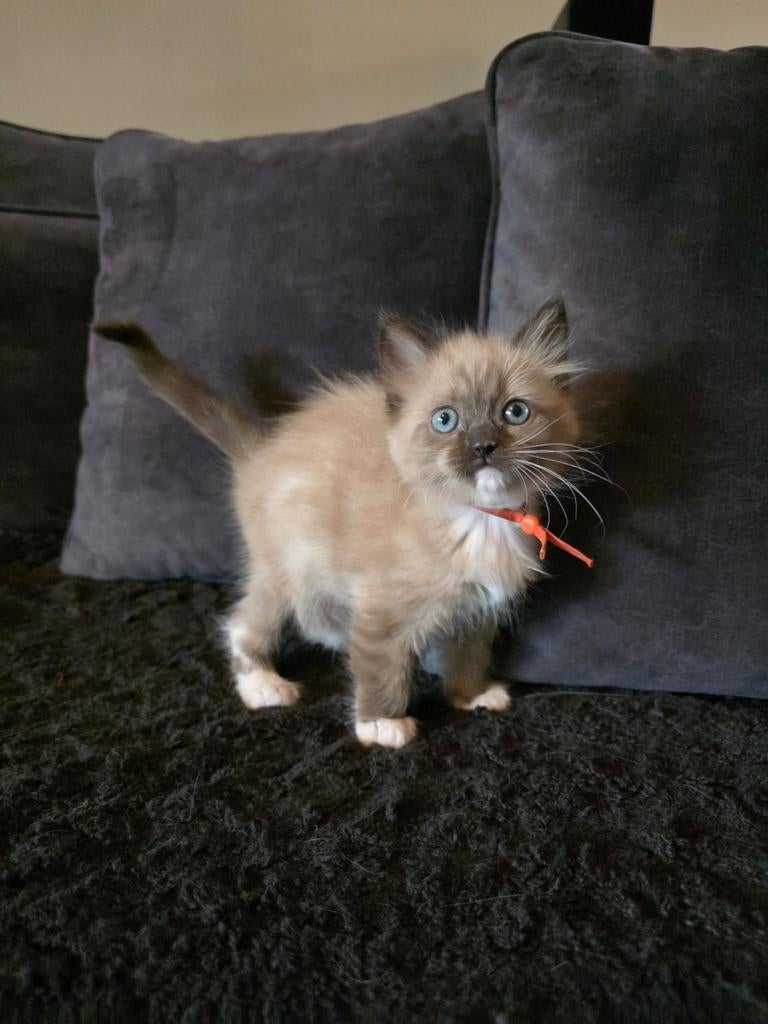 Lieve ragdoll kittens zoeken een gouden mandje, Dieren en Toebehoren, Katten en Kittens | Raskatten | Langhaar, Meerdere dieren