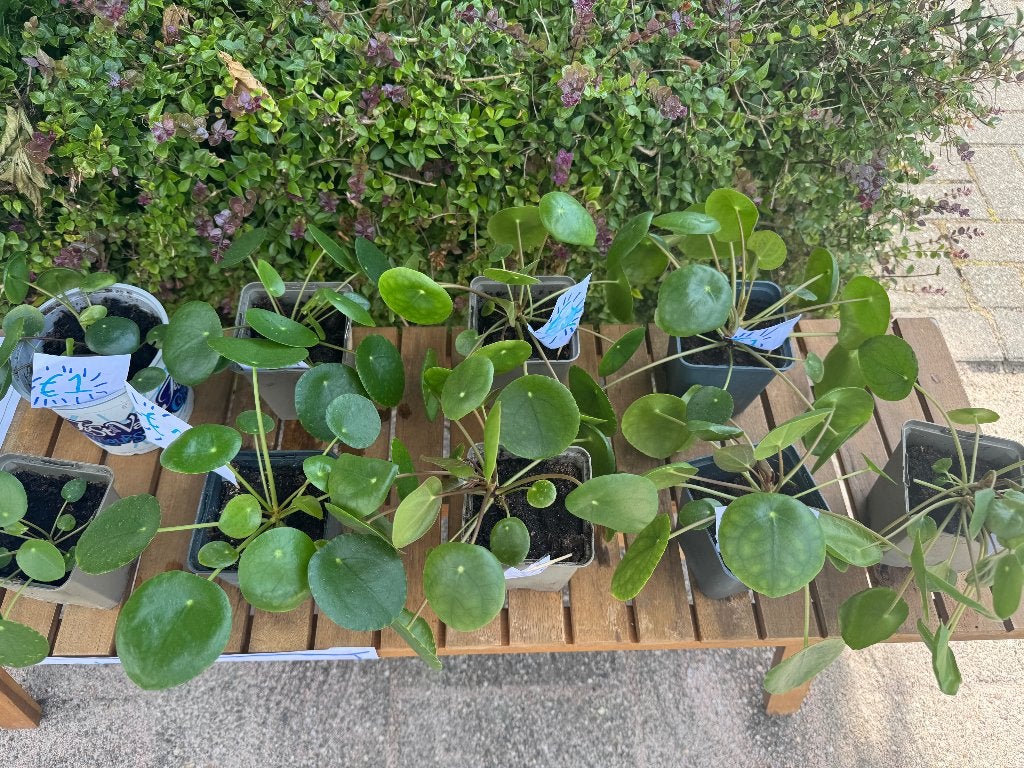 Stekjes pannenkoekplant (pilea), Huis en Inrichting, Kamerplanten, Ophalen, Overige soorten, Halfschaduw, Minder dan 100 cm