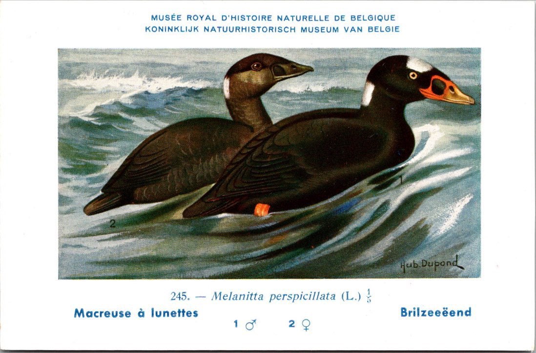 Bril Zee-eend / Surf Scoter – Nº 245 – (KBIN / IRSNB), Verzamelen, Verzenden, 1940 tot 1960, Ongelopen, Vogel