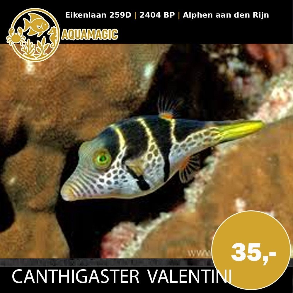canthigaster valentini, Dieren en Toebehoren, Vis, Zoutwatervis