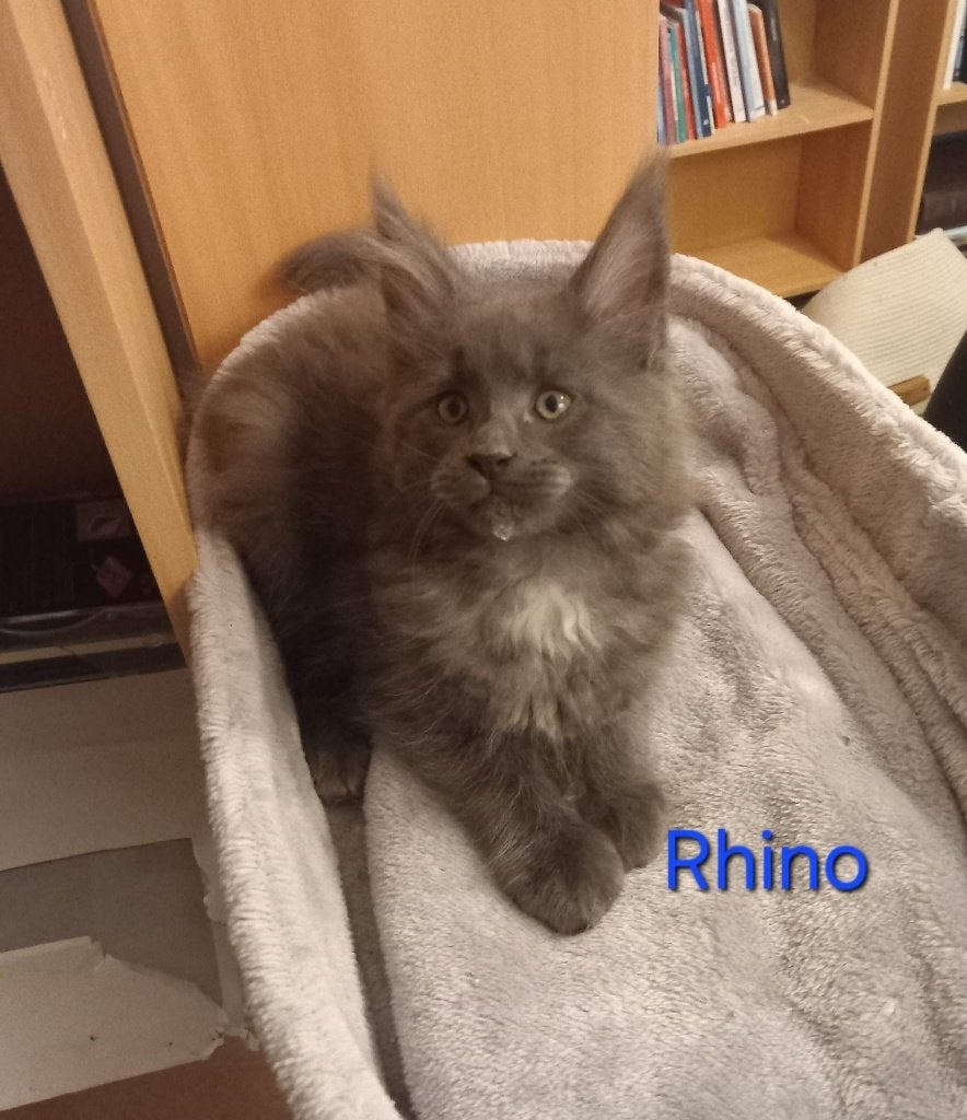 Maine Coon 'kattendag' kittens, Meerdere dieren, Met stamboom, 0 tot 2 jaar