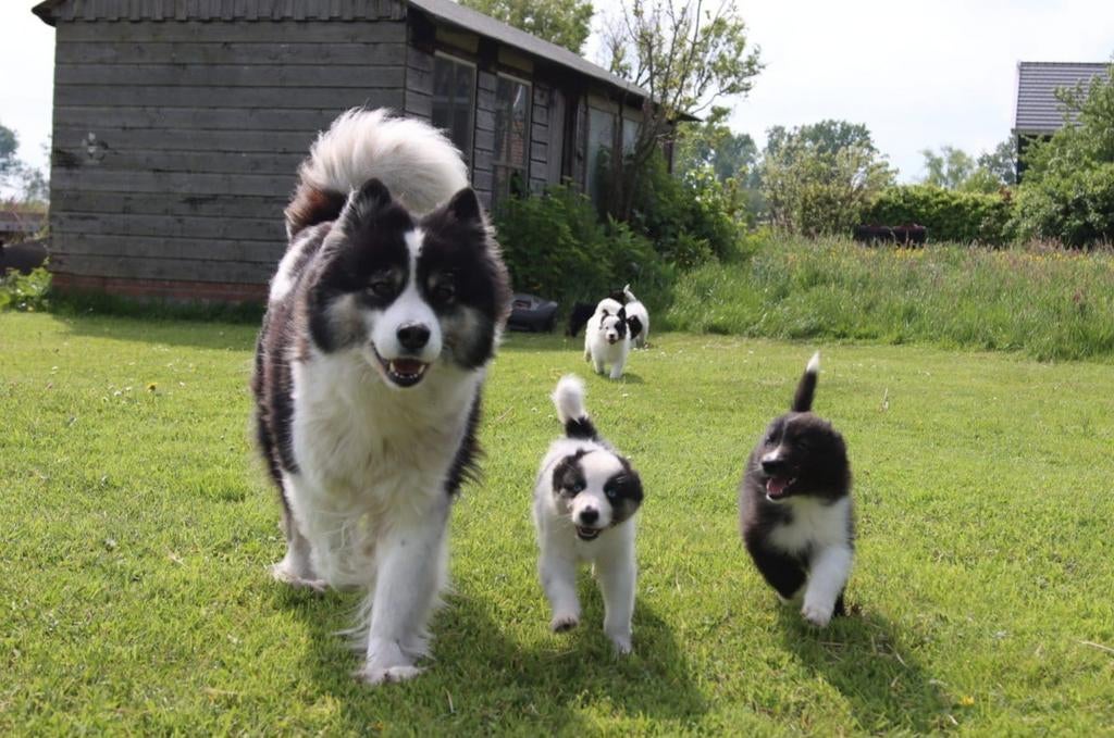 Prachtige Dutch laika pups.  Yakutian Laika, x Samojeed mix, Parvo, 8 tot 15 weken, Poolhond, Meerdere