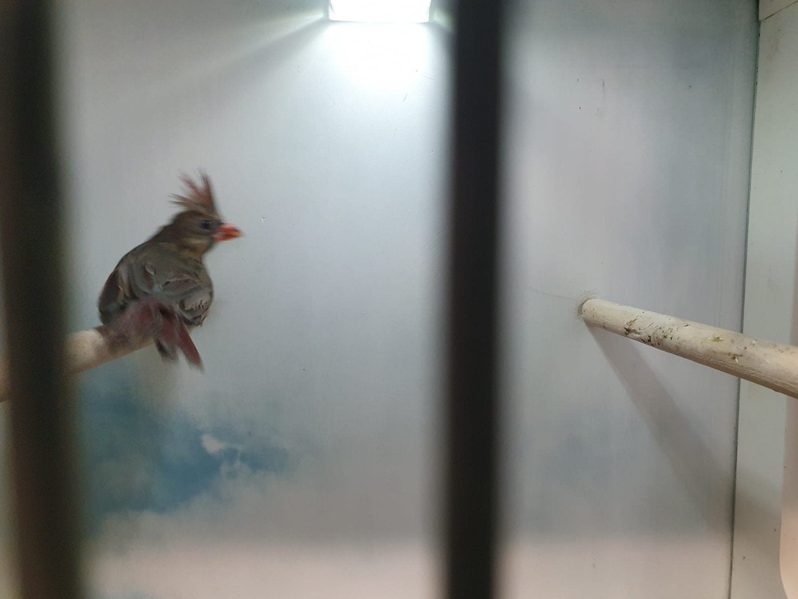Rode kardinaal ( pop ), Vrouwelijk, Tropenvogel, Geringd